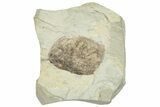 Miocene Fossil Leaf - Augsburg, Germany #254143-1